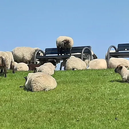 בית נופש Njoerd *